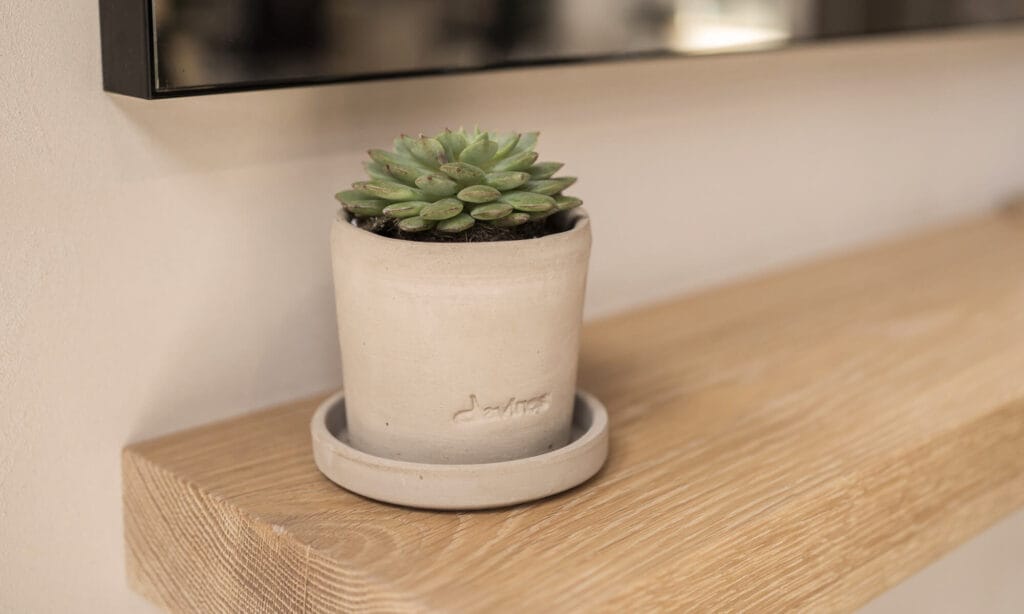 Small succulent plant on oak styling shelf inside mosu hair space in worcester